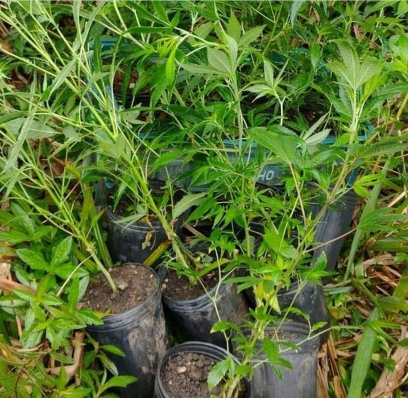 “Jardim de maconha” &eacute; descoberto por policiais militares de Penha – Foto: Pol&iacute;cia Militar/Divulga&ccedil;&atilde;o