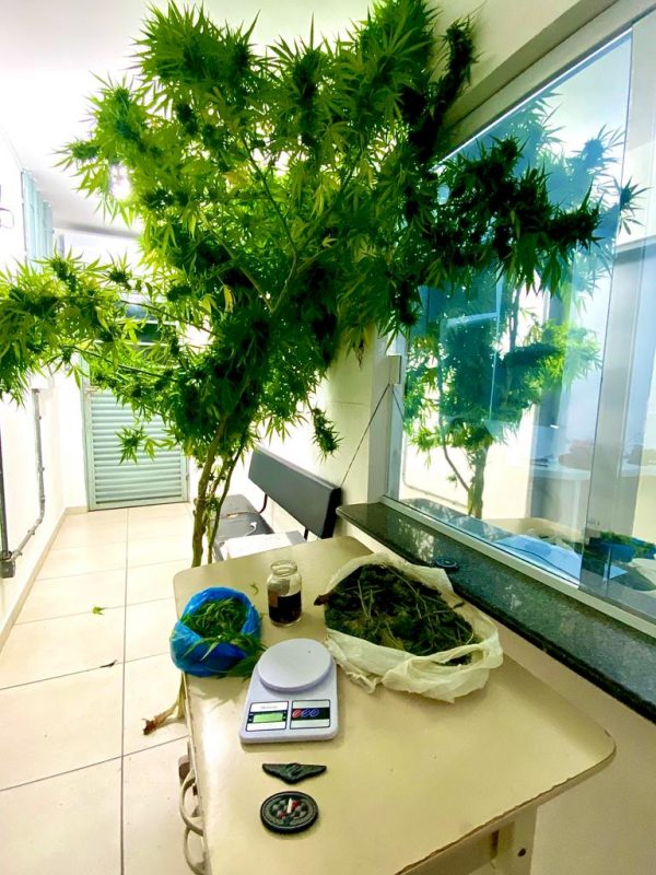 &Aacute;rvores de maconha &eacute; descoberta em quintal de casa em Itapema – Foto: Pol&iacute;cia Militar/Divulga&ccedil;&atilde;o