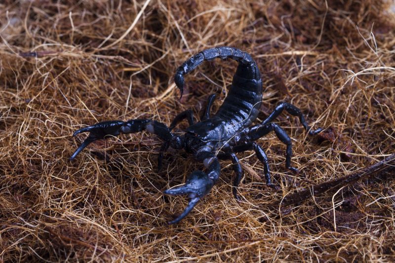A woman was stung by a black scorpion that was in spinach – Photo: kuritafsheen77/Unsplash/ND