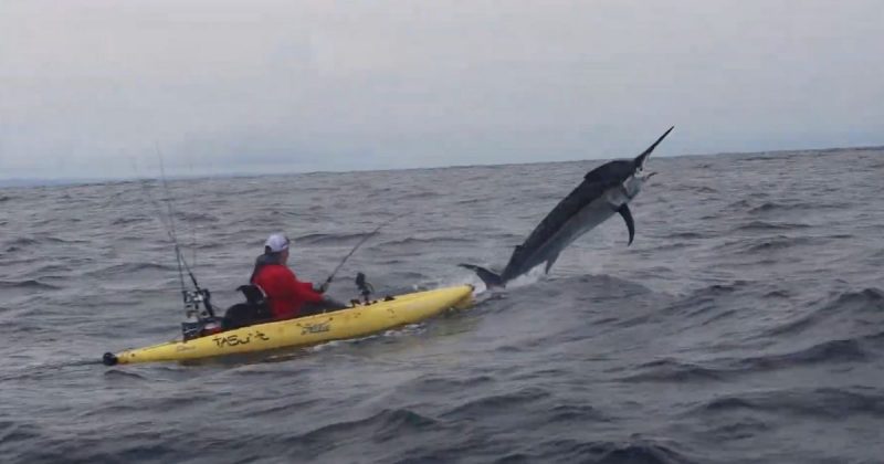 &Eacute; poss&iacute;vel ter uma ideia do tamanho do peixe no flagra do salto do marlim – Foto: Reprodu&ccedil;&atilde;o