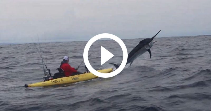 É possível ter uma ideia do tamanho do peixe no flagra do salto do marlim - Foto: Reprodução