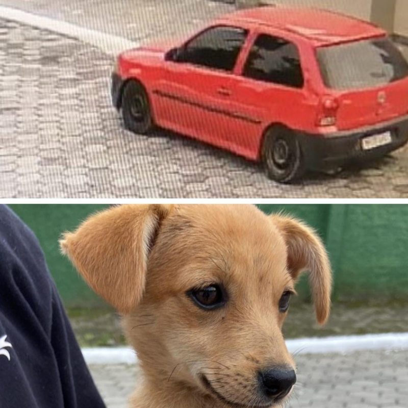 Cachorrinha correu em dire&ccedil;&atilde;o ao carro que a abandonou – Foto: Montagem/Divulga&ccedil;&atilde;o/ND