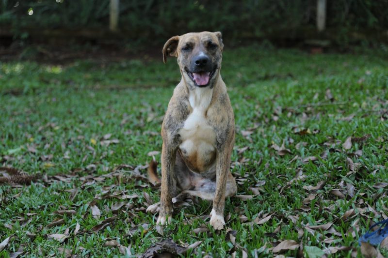 Tendo como slogan “Adotar &eacute; animal”, o evento de ado&ccedil;&atilde;o acontece na regi&atilde;o do Parque de Coqueiros – Foto: NAPA/Divulga&ccedil;&atilde;o/ND