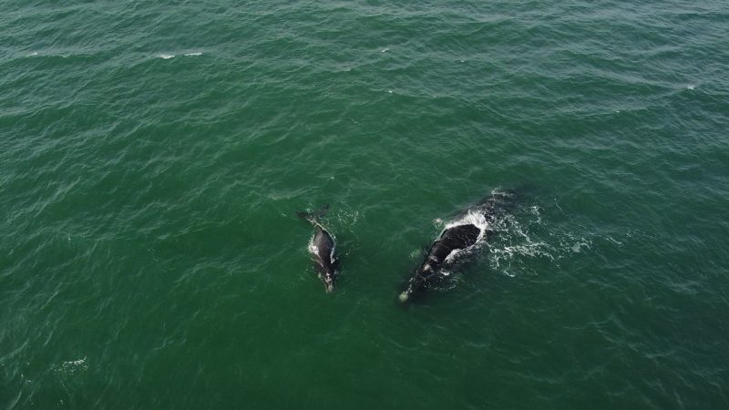 &Uacute;ltimo avistamento da baleia foi na praia do Mo&ccedil;ambique com seu quarto filhote – Foto: R3 Animal/Divulga&ccedil;&atilde;o/ND