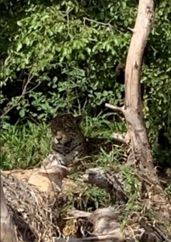 On&ccedil;a foi avistada ao longo do percurso pelos Manezinhos – Foto: Arquivo Pessoal/ND