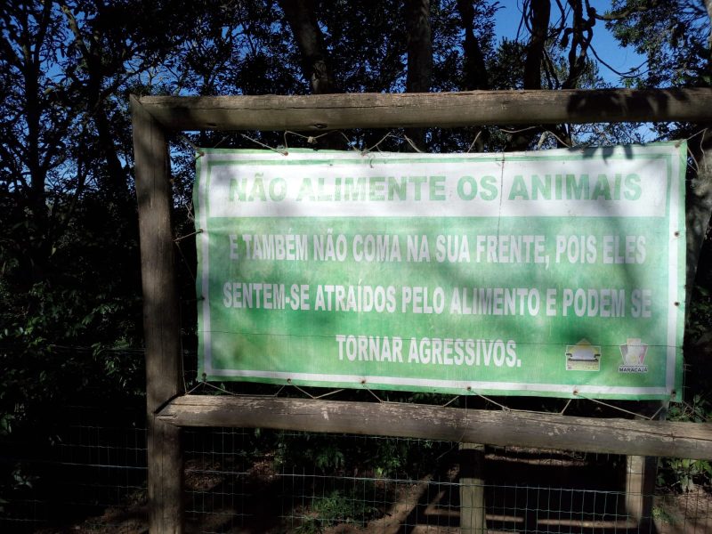 Crian&ccedil;a e idosa sofrem ataque de macacos em parque de Maracaj&aacute; – Foto: Divulga&ccedil;&atilde;o/ND