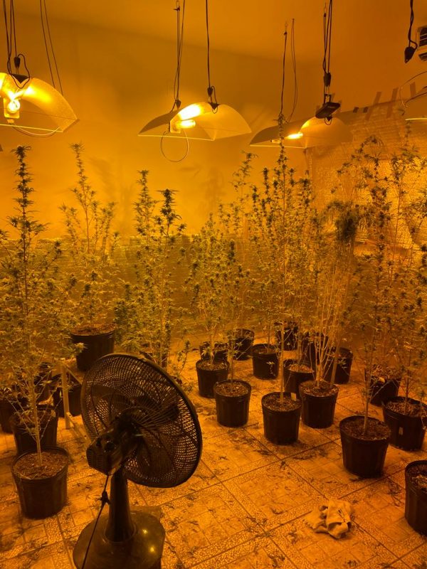 Estufa onde maconhas eram mantidas – Foto: PCSC/Divulga&ccedil;&atilde;o/ND