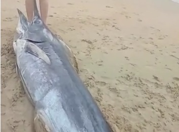 Peixe raro é pescado na praia do Ervino