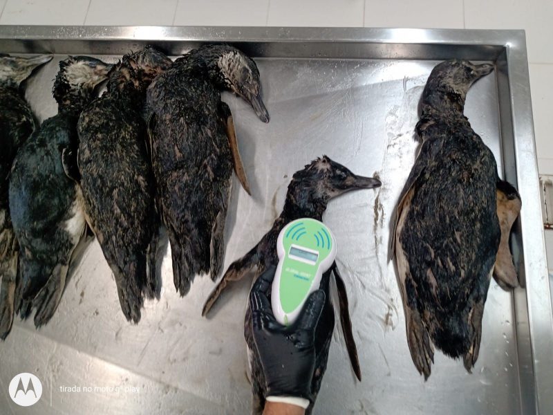 Maioria dos animais era juvenil – Foto: Rafael Laurentino PMP-BS/Udesc/Divulga&ccedil;&atilde;o/ND