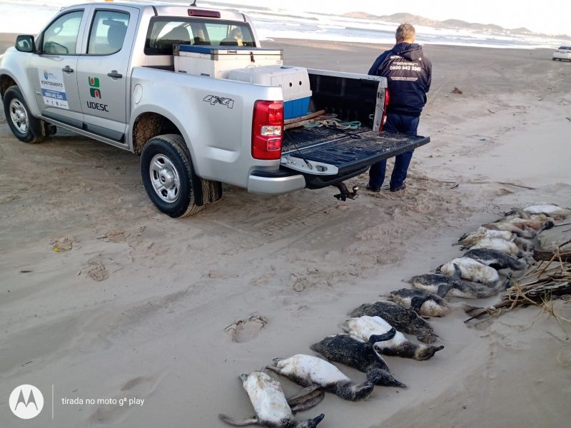 Quase 30 pinguins s&atilde;o encontrados mortos no litoral Sul de SC – Foto: Rafael Laurentino PMP-BS/Udesc/Divulga&ccedil;&atilde;o/ND