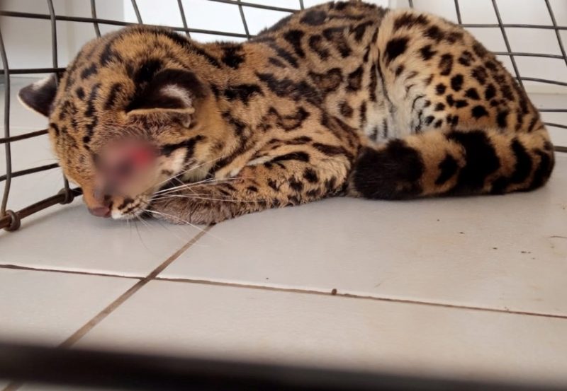 Animal foi resgatado ferido. PM/Divulga&ccedil;&atilde;o/ND