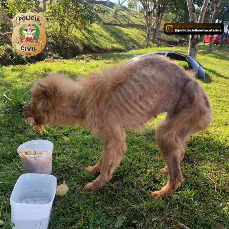 O animal apresentava desnutri&ccedil;&atilde;o e uma poss&iacute;vel doen&ccedil;a de pele. – Foto: Pol&iacute;cia Civil/ND