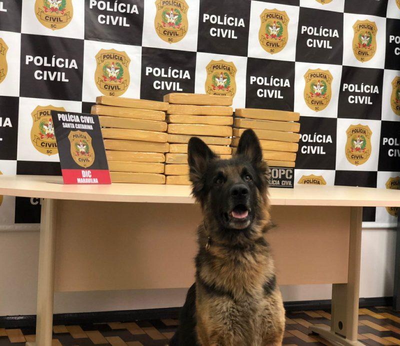 cão na polícia civil em frente a droga