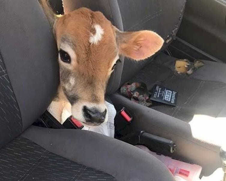 bezerro preso no automóvel