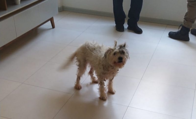 cão