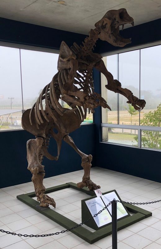 Esqueleto de Pregui&ccedil;a Gigante foi montado em Balne&aacute;rio Pi&ccedil;arras – Foto: Divulga&ccedil;&atilde;o/Univali/ND