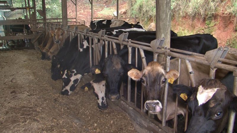 S&atilde;o 32 vacas na fazenda de Wolmir &mdash; Foto: Roberto Bortolanza/ND