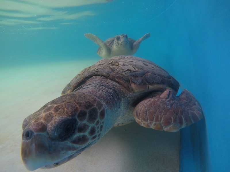 Na imagem, duas tartarugas aparecem na piscina da Fundação do Projeto Tamar