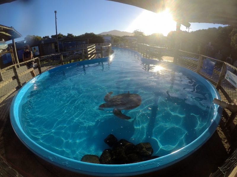 Ao todo, seis tartarugas fazem parte do projeto – Foto: Funda&ccedil;&atilde;o Projeto Tamar/Divulga&ccedil;&atilde;o