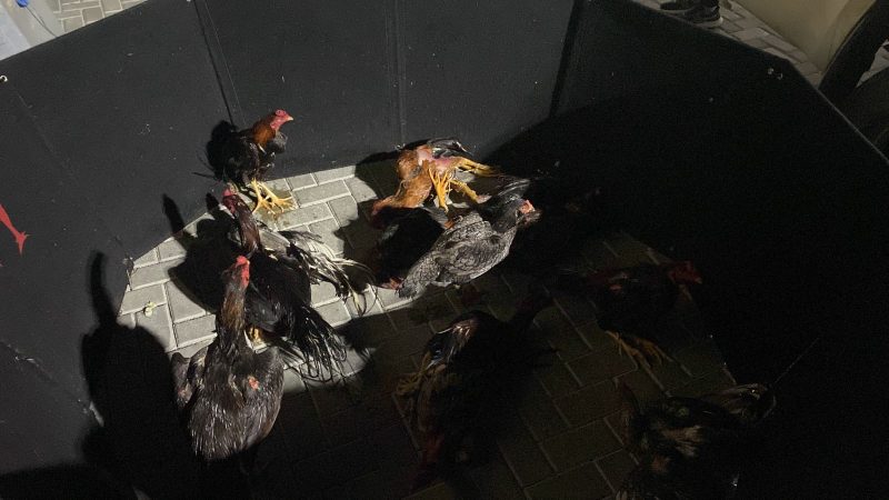 Galos feridos e mortos s&atilde;o encontrados em ‘ringue’ ilegal em Itapema – Foto: Pol&iacute;cia Militar/Divulga&ccedil;&atilde;o/ND