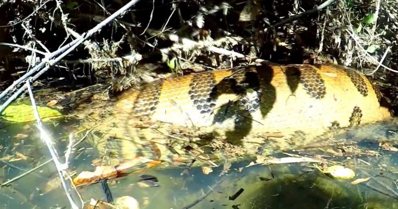 Sucuri avistada tem mais ou menos tr&ecirc;s metros, de acordo com o guia – Foto: Reprodu&ccedil;&atilde;o