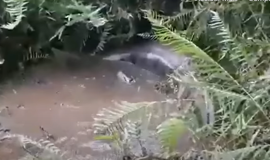 Novo flagrante envolvendo sucuri