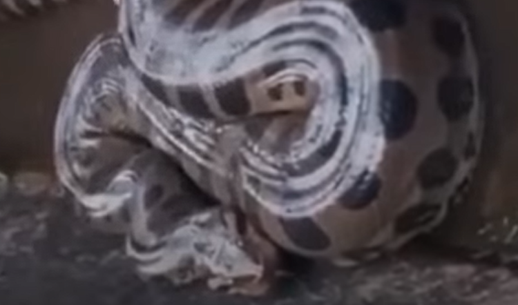 Sucuri encontrada em usina 