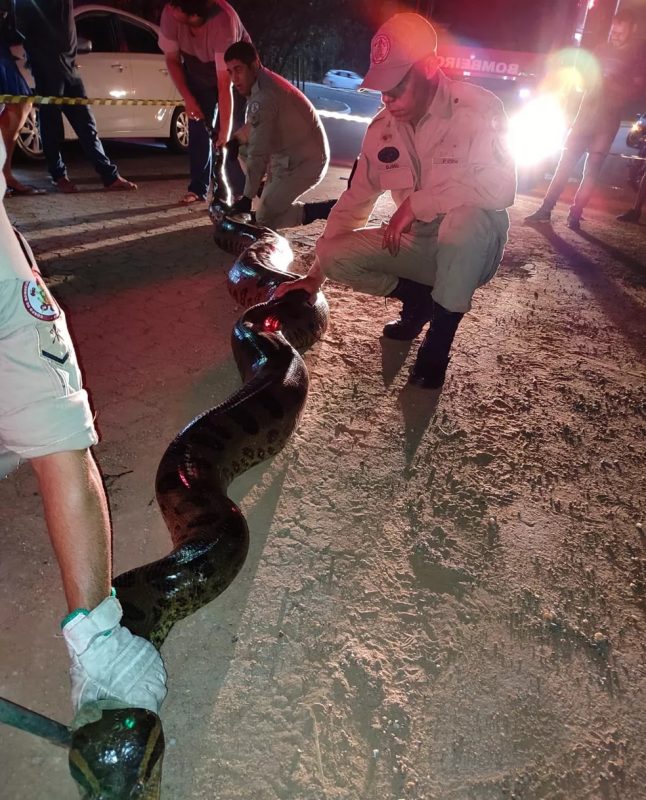 Momento exato do resgate da sucuri