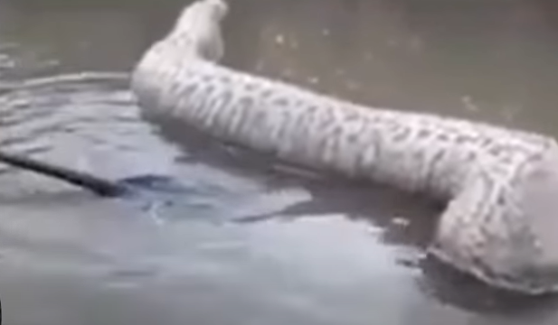 Sucuri tenta comer outra cobra da mesma espécie