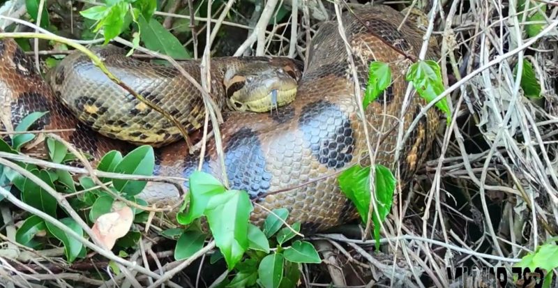 sucuri gigante mostra a língua