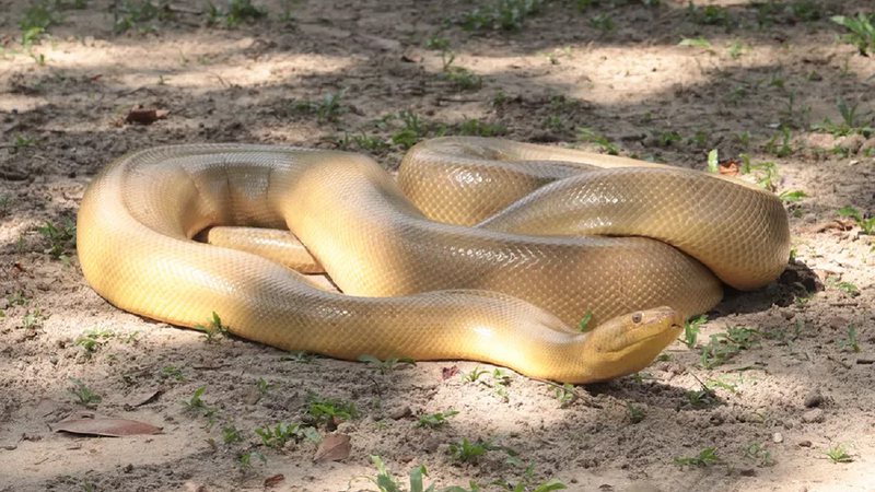 anaconda