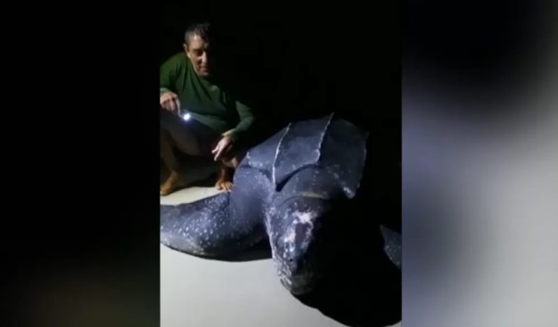 Fishermen caught the world's largest turtle on the beach in Para - Photo: Reproduction/ND