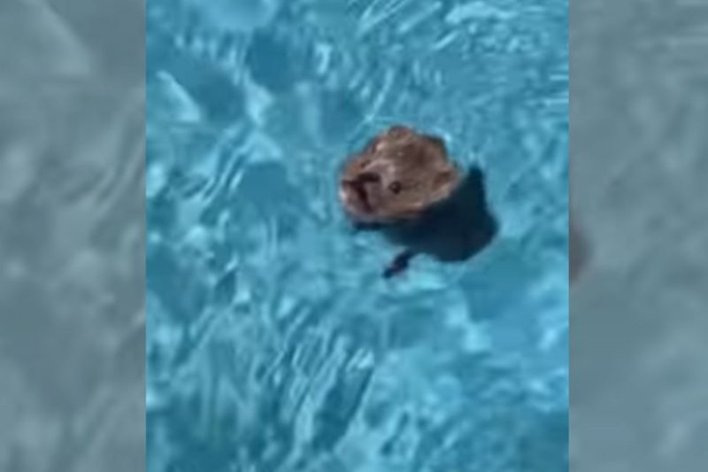 Atitude de Thal&iacute;a ao salvar rato na piscina gerou elogios – Foto: Reprodu&ccedil;&atilde;o/Internet