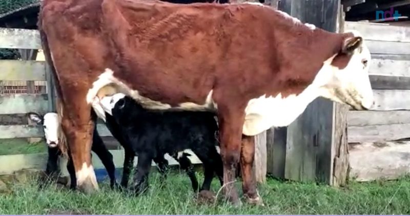 Vaca em Presidente Get&uacute;lio vira atra&ccedil;&atilde;o ap&oacute;s dar &agrave; luz a trig&ecirc;meos – Foto: Acervo pessoal/Divulga&ccedil;&atilde;o/ND