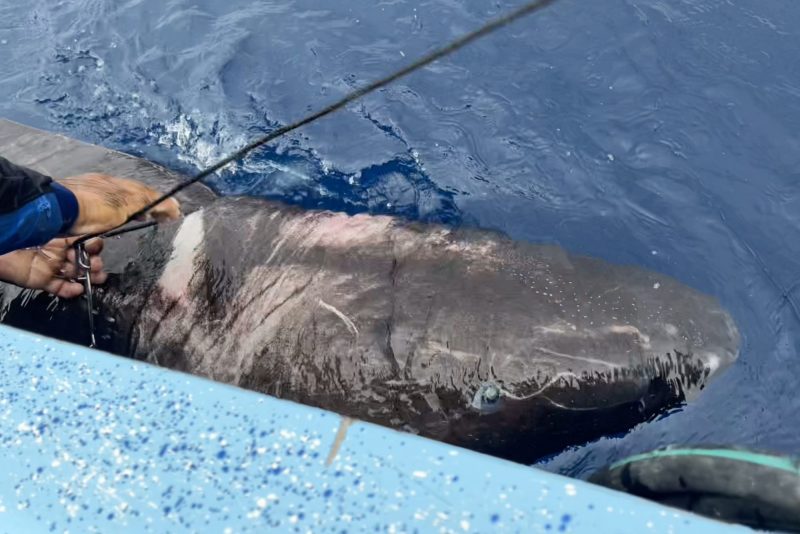 Arctic shark spotted in the Caribbean –  Photo: Devanshi Kasana