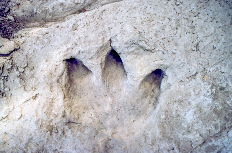 Pegada foi revelada ap&oacute;s seca na regi&atilde;o – Foto: Dinosaur Valley State Park/Divulga&ccedil;&atilde;o/ND
