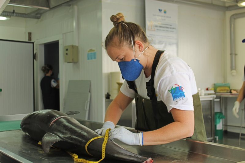 Laudo final ainda n&atilde;o foi divulgado – Foto: Fernanda Vieira de Maria/PMP-BS/Univali Penha