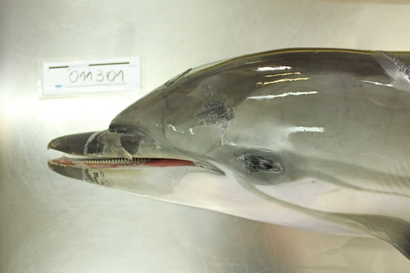 Suspeita &eacute; que ele tenha morrido por asfixia – Foto: Fernanda Vieira de Maria/PMP-BS/Univali Penha