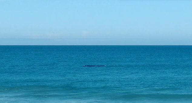 Em v&iacute;deo, &eacute; poss&iacute;vel enxergar protuber&acirc;ncias no topo da cabe&ccedil;a da baleia semelhantes &agrave;s marcas de Mariscal – Foto: Henrique Zanotto/NDTV