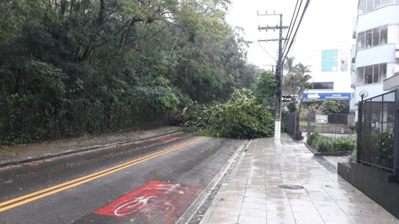 &Aacute;rvore ca&iacute;da pr&oacute;ximo ao Horto Florestal – Foto: Luis Debiasi/ND
