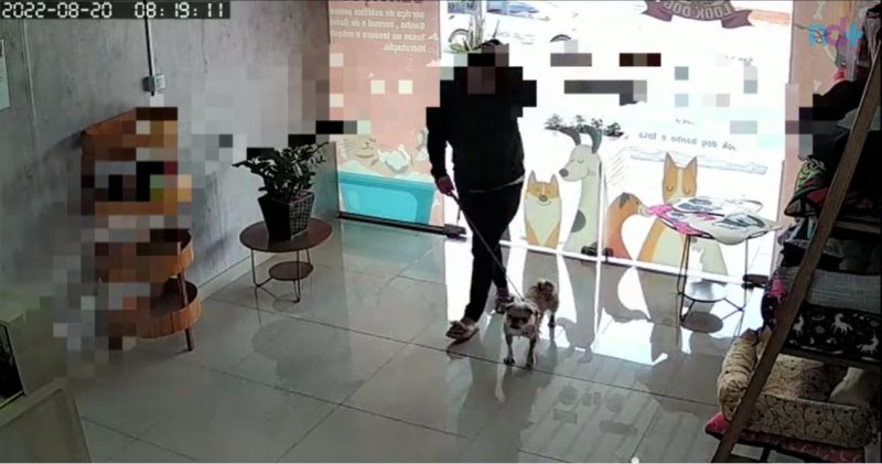 Mulher marca banho e tosa e abandona cadela em pet shop em SC – Foto: Reprodu&ccedil;&atilde;o