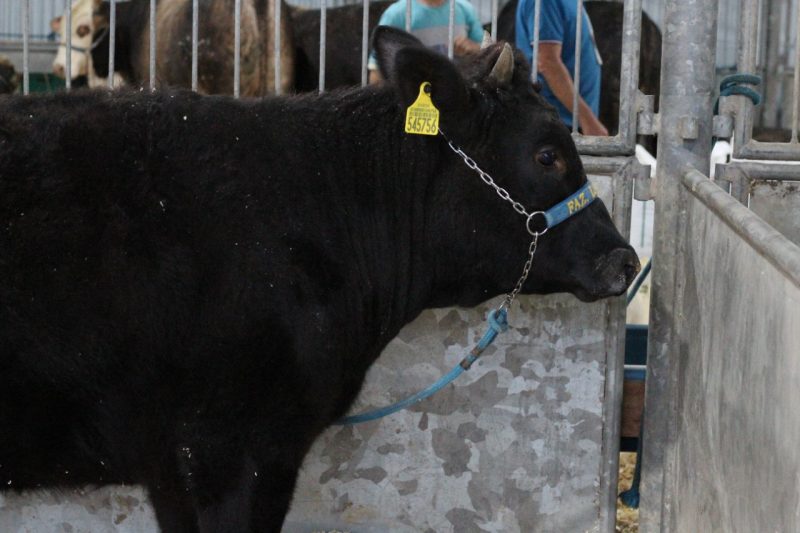 Boi de ra&ccedil;a japonesa tem a carne mais cara do mundo – Foto: Divulga&ccedil;&atilde;o/ND