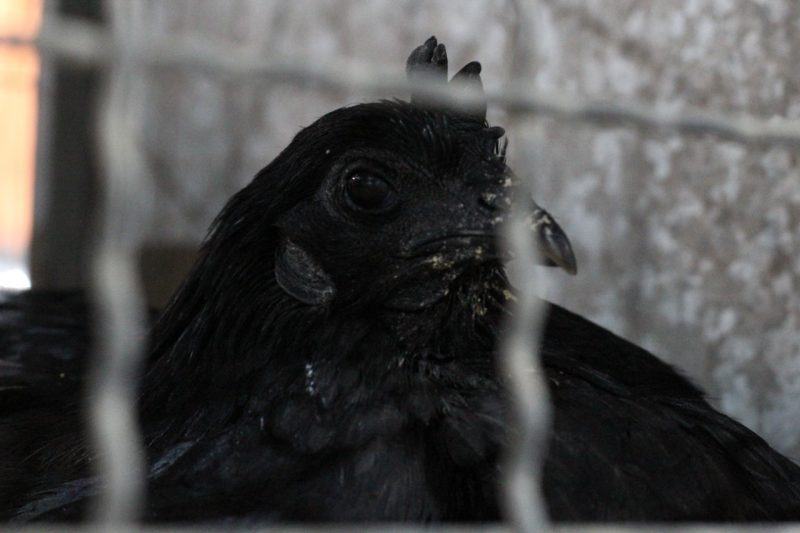 Ave ornamental &eacute; toda preta, desde penas, olhos e crista, at&eacute; a carne, ossos e &oacute;rg&atilde;os – Foto: Divulga&ccedil;&atilde;o/ND