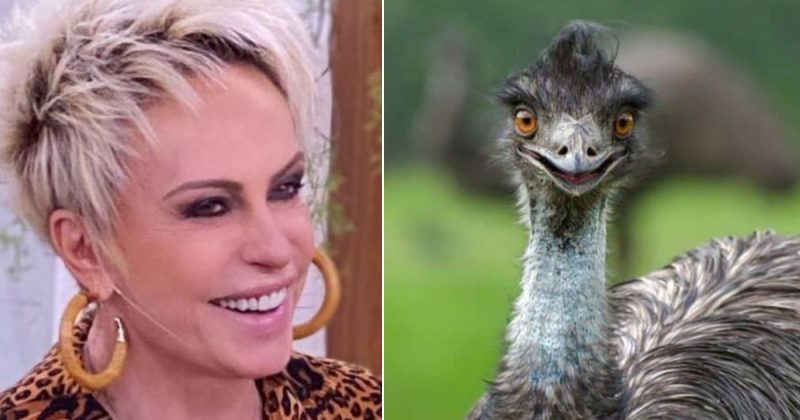 Ana Maria Braga vira cupido do emu de Pomerode, que &eacute; vi&uacute;vo e busca uma companheira – Foto: Reprodu&ccedil;&atilde;o