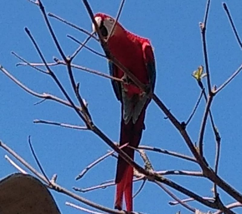 Animal estava sozinho em&nbsp; &aacute;rvore pr&oacute;xima ao posto salva-vidas, na praia de A&ccedil;ores – Foto: Andr&eacute;a da Luz/ND