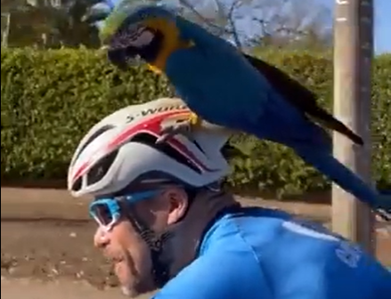 Arara em cima do capacete de ciclista