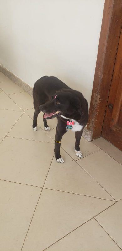 Lili &eacute; de porte m&eacute;dio, preta com branca e usa coleira de identifica&ccedil;&atilde;o – Foto: Arquivo pessoal – Gabriela Zen