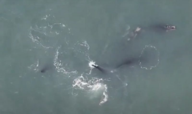 Drone flagra baleia e filhote em praia de Florian&oacute;polis ao vivo – Foto: Reprodu&ccedil;&atilde;o/NDTV RecordTV