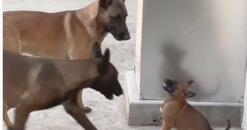 Filhote de pastor belga encara dois marmanjos e sai com moral – Foto: Reprodu&ccedil;&atilde;o