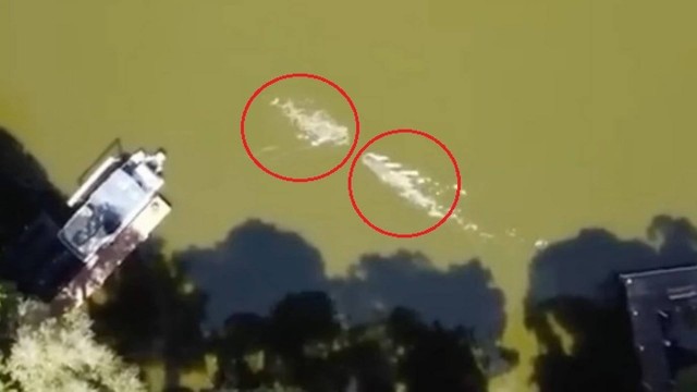 O jacar&eacute; (&agrave; direita) vai ao encontro de Juan Carlos – Foto: Reprodu&ccedil;&atilde;o/Twitter